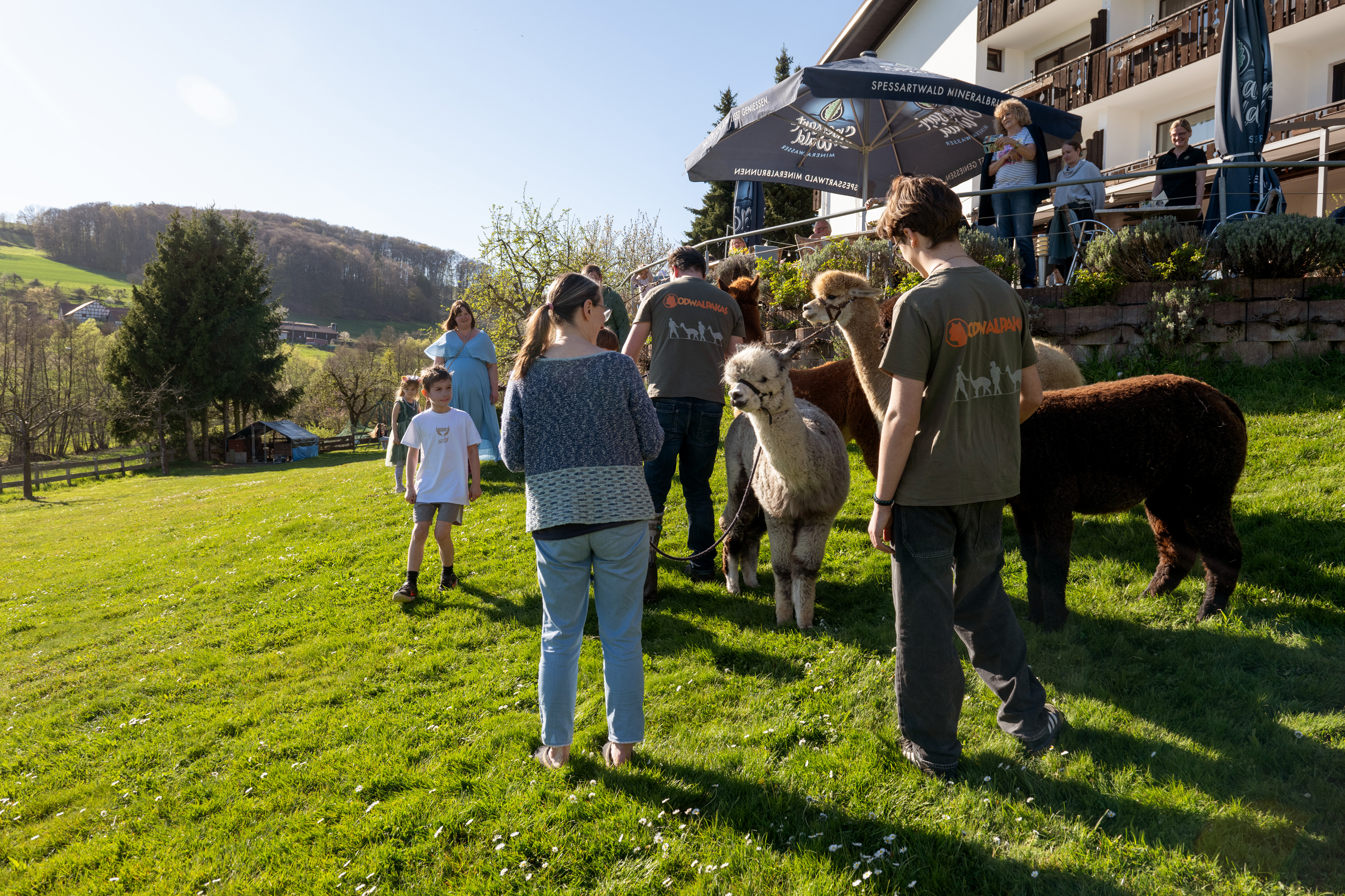 Odenwald - Alpakas - Image 1