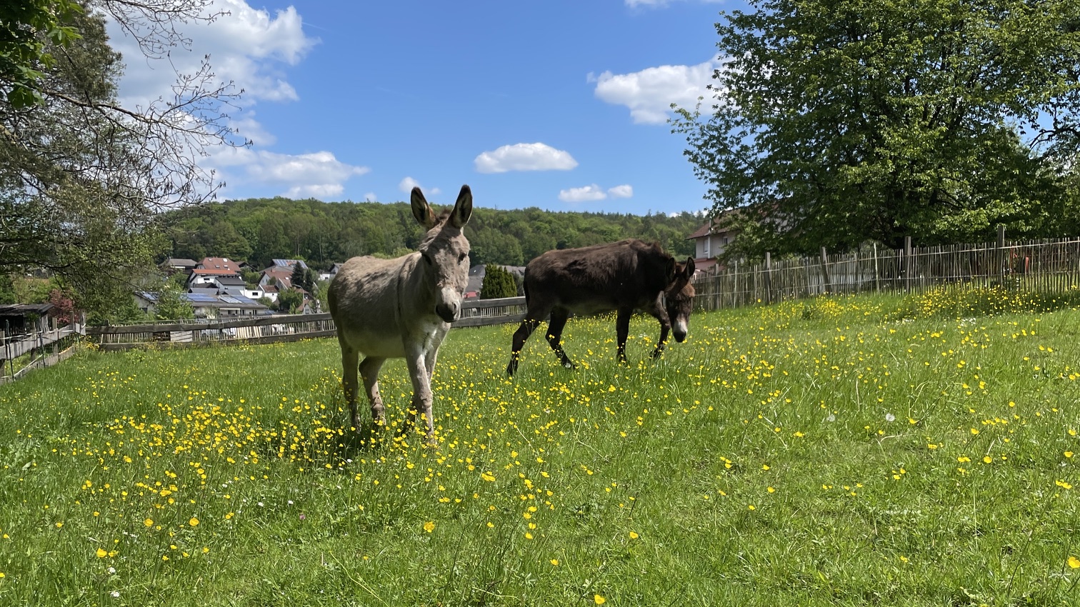 Schafe, Esel & määhr...! Naturerlebnisse für Jedermann! - Image 2