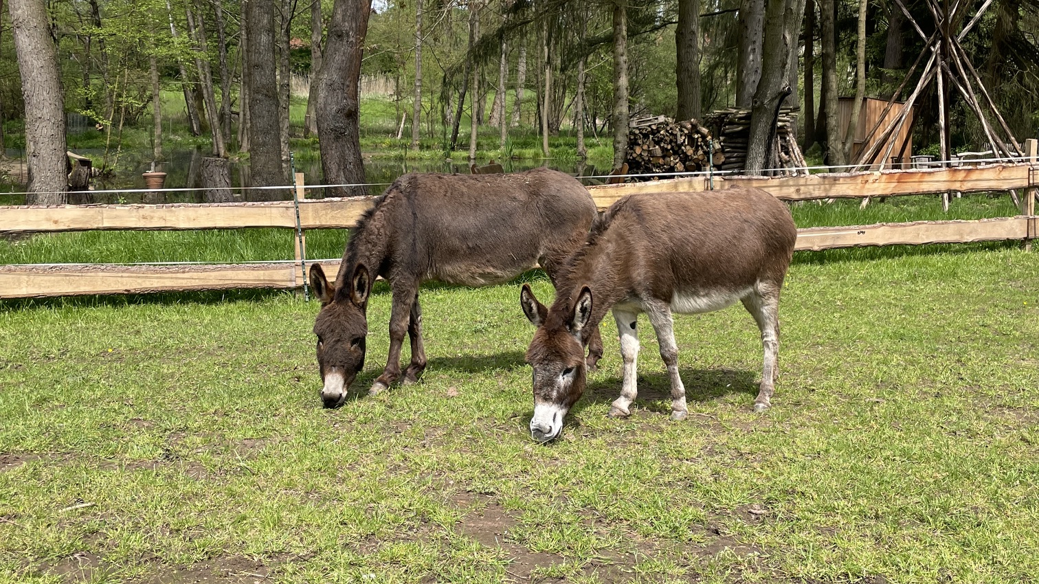 Schafe, Esel & määhr...! Naturerlebnisse für Jedermann! - Image 3