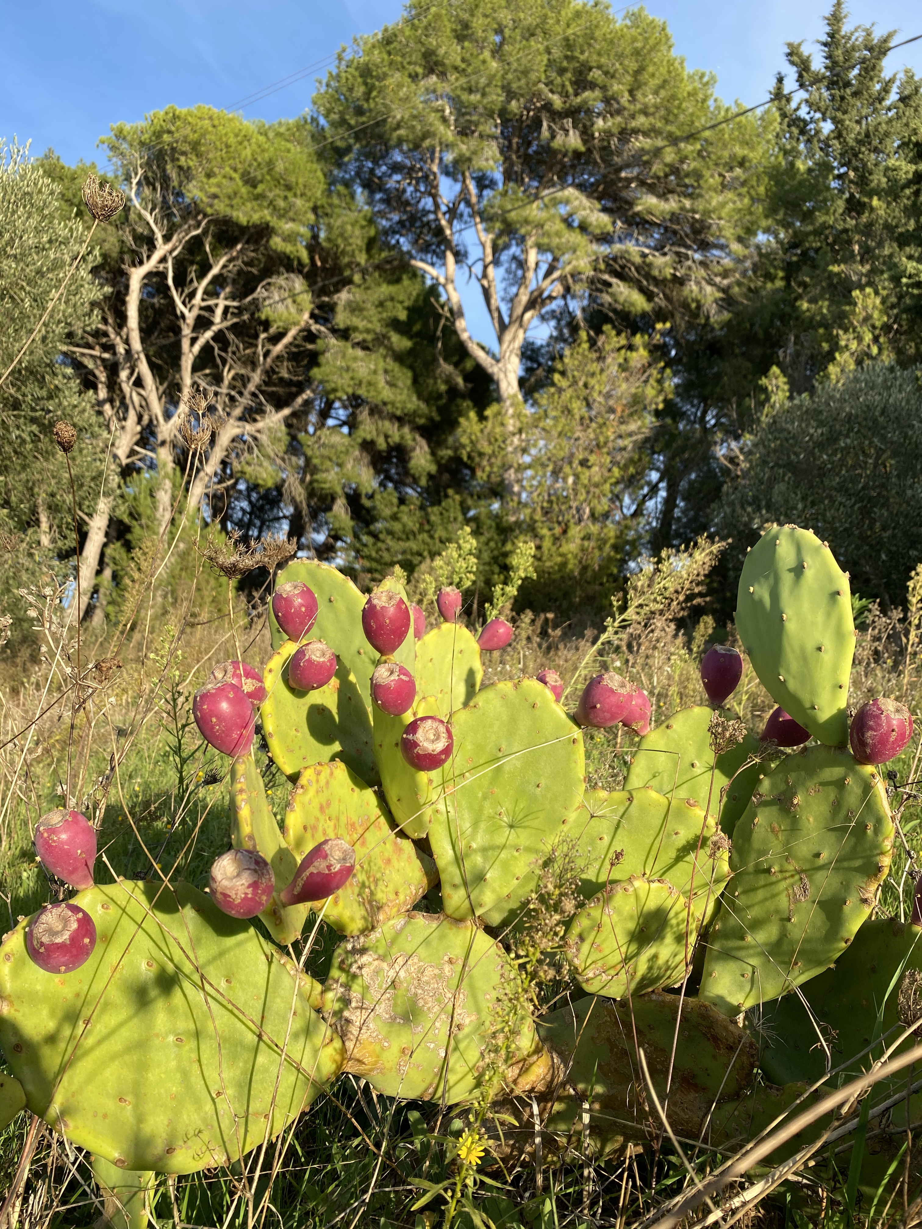 nature