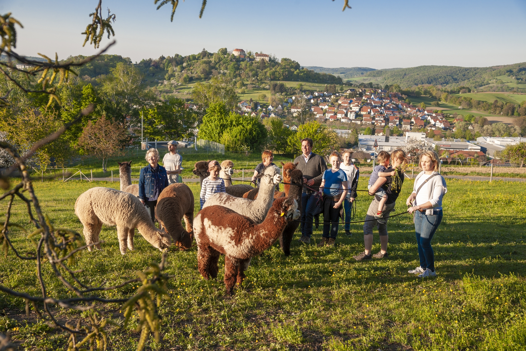 Odenwald - Alpakas - Image 3