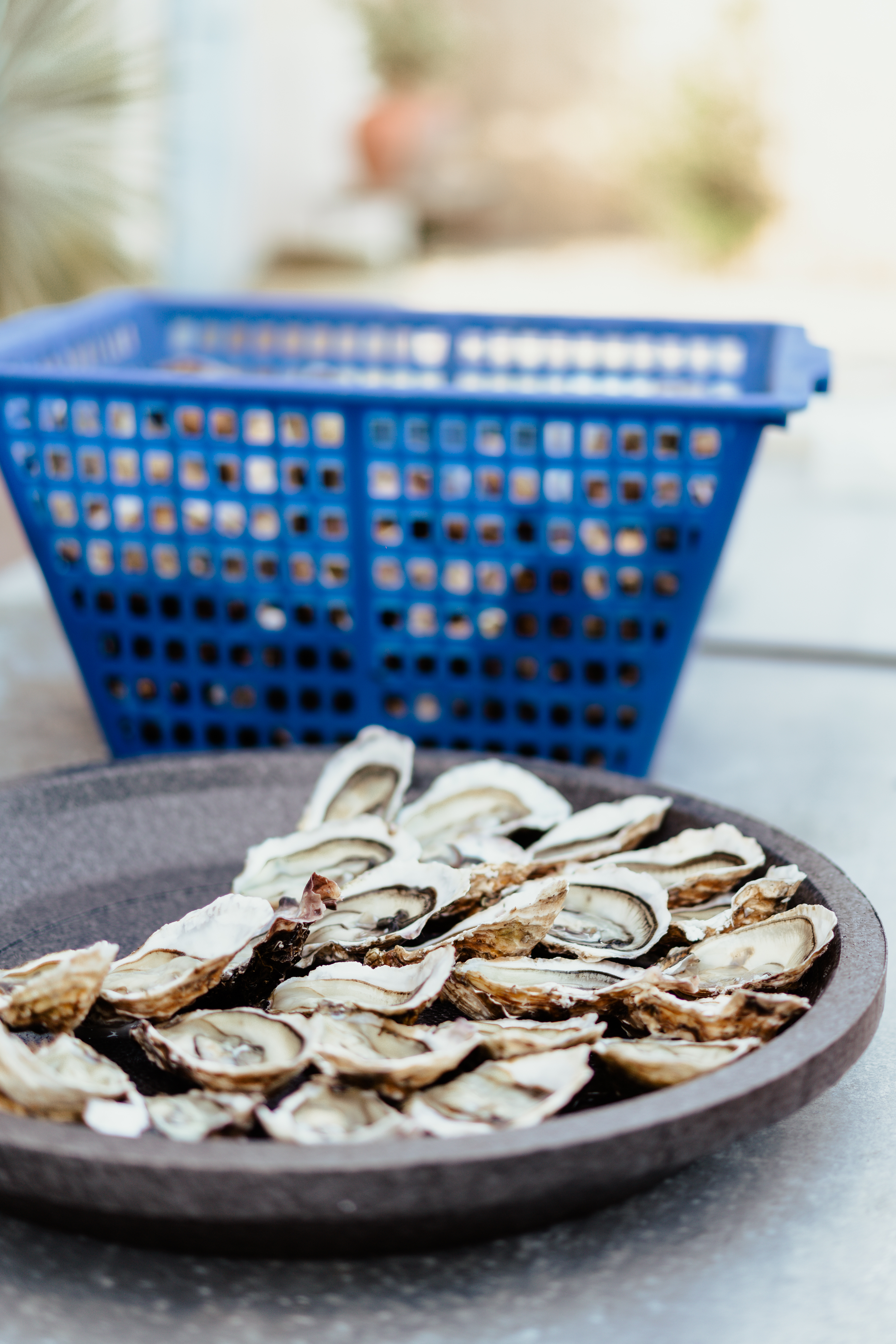 oesters huitres oysters