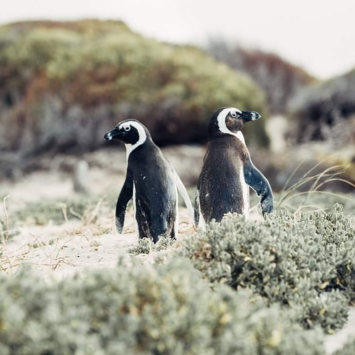 Cape Peninsula - Image 1
