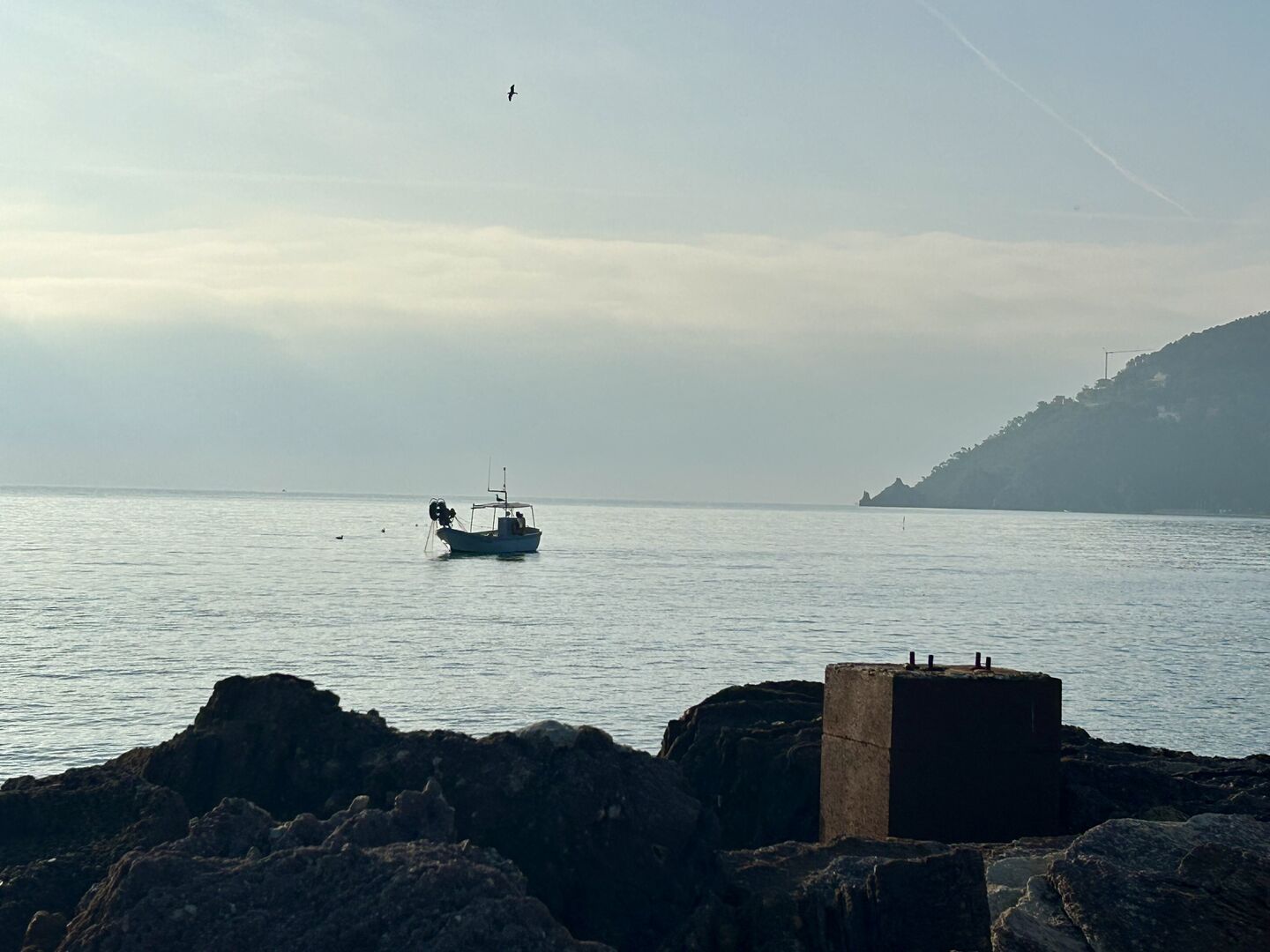 Dauphin - Image 7